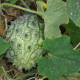 BIO Kiwano - Cucumis metuliferus - bio semená kiwana - 7 ks