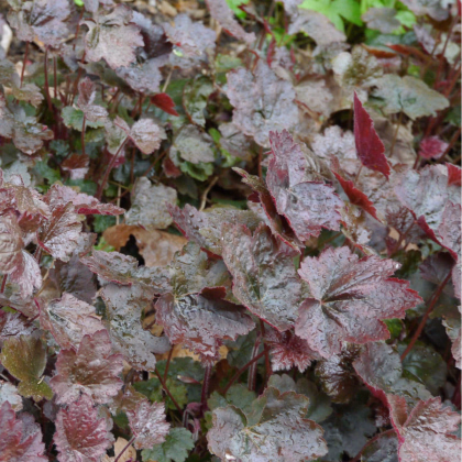 Heuchera Palace Purple - Heuchera - semená heuchery - 20 ks