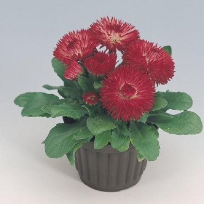 Sedmokráska Roggli červená - Bellis perennis - semená sedmokrásky - 50 ks