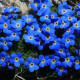 Nezábudka alpská temne modrá - Myosotis alpestris - semená nezábudky - 130 ks