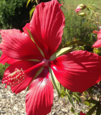 Ibištek šarlátový - Hibiscus coccineus - semená ibišteka - 5 ks