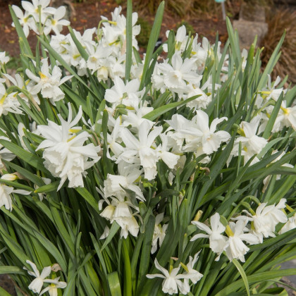 Narcis Thalia - Narcissus L. - cibuľa narcisu - 3 ks