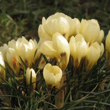 Krókus Cream beauty - Crocus - hľuzy krókusu - 3 ks