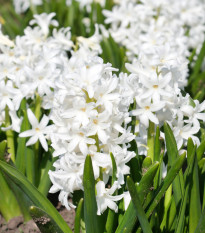 Hyacint White Pearl - Hyacinthus orientalis - cibuľa hyacintu - 1 ks