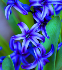 Hyacint Delft Blue - Hyacinthus orientalis - cibuľa hyacintu - 1 ks