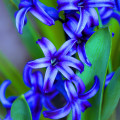 Hyacint Delft Blue - Hyacinthus orientalis - cibuľa hyacintu - 1 ks