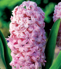 Hyacint plnokvetý Prince of Love - Hyacinthus - cibuľa hyacintu - 1 ks