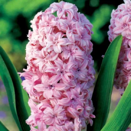 Hyacint plnokvetý Prince of Love - Hyacinthus - cibuľa hyacintu - 1 ks