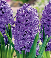 Hyacint plnokvetý Lili Purple - Hyacinthus - cibuľa hyacintu - 1 ks