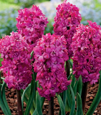 Hyacint plnokvetý Red Diamond - Hyacinthus - cibuľa hyacintu - 1 ks