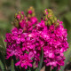 Hyacint plnokvetý Red Diamond - Hyacinthus - cibuľa hyacintu - 1 ks