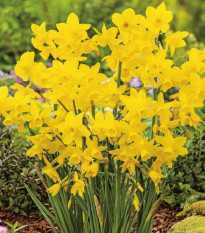 Narcis Quail - Narcissus - cibuľa narcisu - 3 ks