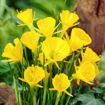 Narcis Golden bells - Narcissus bulbocodium - cibuľa narcisu - 3 ks