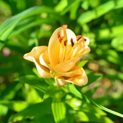 Ľalia Apricot Fudge - Lilium - cibuľa ľalia - 1 ks