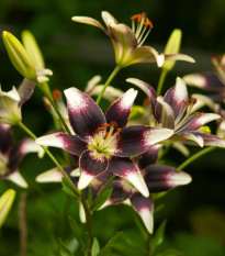 Ľalia Nettys Pride - Lilium - cibuľa ľalia - 1 ks