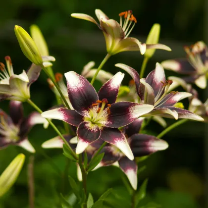 Ľalia Nettys Pride - Lilium - cibuľa ľalia - 1 ks