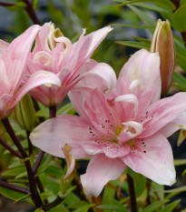 Ľalia Elodie - Lilium - cibuľa ľalia - 1 ks