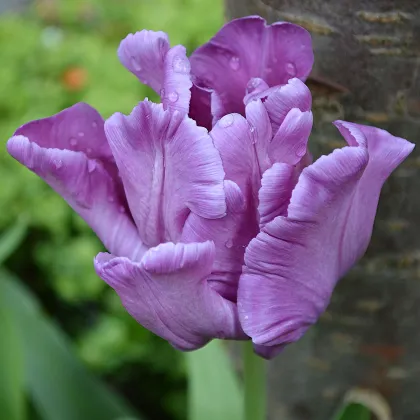 Tulipán Blue Parrot - Tulipa - cibuľoviny - 3 ks