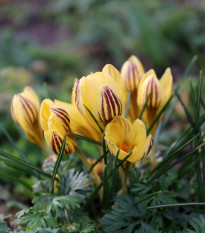 Krókus Gipsy Girl - Crocus chryzanthus - hľuzy krókusu - 3 ks