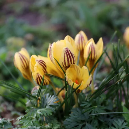 Krókus Gipsy Girl - Crocus chryzanthus - hľuzy krókusu - 3 ks