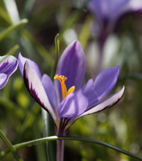 Krókus Spring Beauty - Crocus minimus - hľuzy krókusu - 3 ks