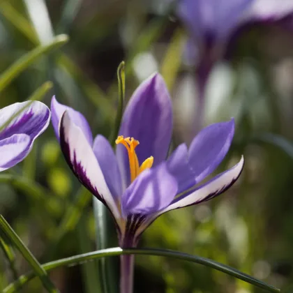 Krókus Spring Beauty - Crocus minimus - hľuzy krókusu - 3 ks