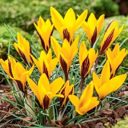 Krókus širokolistý - Crocus angustifolius - hľuzy krókusu - 3 ks