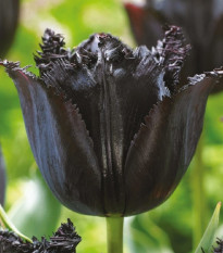 Tulipán Fringed Black - Tulipa - cibuľa tulipánu - 3 ks