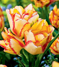 Tulipán Aquilla - Tulipa - cibuľa tulipánu - 3 ks