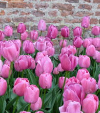 Tulipán Purple Pride - Tulipa - cibuľa tulipánu - 3 ks