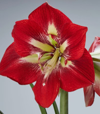 Zornica Barbados - Hippeastrum - cibuľa zornica - 1 ks