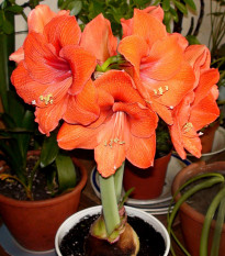 Zornica Orange Souvereign - Hippeastrum - cibuľa zornice - 1ks