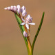 Scila ružová - Scilla bifolia rosea - cibuľa scily - 3 ks