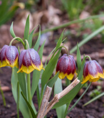 Korunkovka Michailovskyi - Fritillaria michailovskyi - cibuľa korunkovky - 3 ks