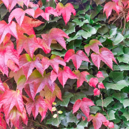 Pavinič trojlaločný - Parthenocissus tricuspidata - semená paviniča - 7 ks