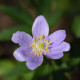 Sasanka Robinsoniana - Anemone nemorosa - hľuzy sasanky - 1ks