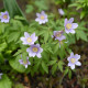 Sasanka Robinsoniana - Anemone nemorosa - hľuzy sasanky - 1ks