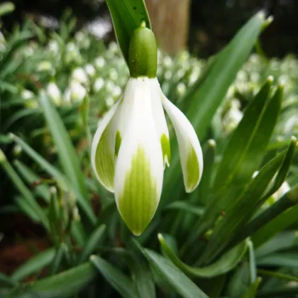 Snežienka viridi-apice - Galanthus nivalis- cibuľa snežienky - 3 ks