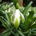 Snežienka viridi-apice - Galanthus nivalis- cibuľa snežienky - 3 ks