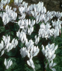 Cyklamén Sowbread - Cyclamen repandum album - hľuzy cyklámenu - 1 ks