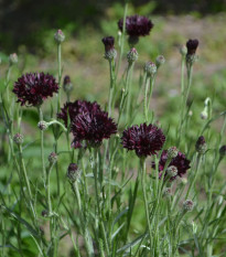 Nevädza čierna - Centaurea cyanus - semená nevädze - 50 ks