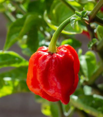 Chilli 7 Pot Douglah Red - Capsicum chinense - semena - 7 ks