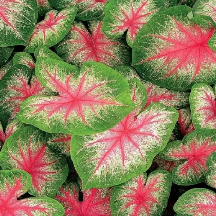 Kaládium Pink Beauty - Caladium bicolor - hľuzy kaládia - 1 ks