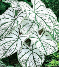 Kaládium Candidum Sr - Caladium bicolor - hľuzy kaládia - 1 ks