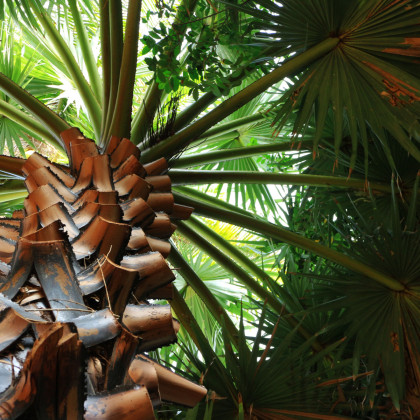 Trachykarpus žinený - Trachycarpus fortunei x princeps - semená palmy - 3 ks