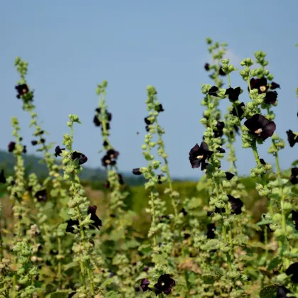 BIO Topoľovka ružová - Alcea rosea nigra - bio semená topoľovky - 15 ks