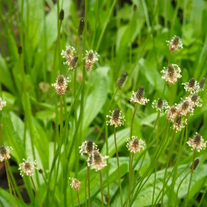 BIO Skorocel kopijovitý - Plantago lanceolata - bio semená skorocelu - 80 ks