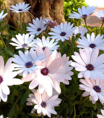 Africká sedmokráska White - Osteospermum ecklonis - semená lúče - 6 ks