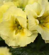 Prvosienka Inara F1 Lemon yellow - Primula elatior - semená prvosienky - 20 ks