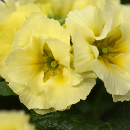 Prvosienka Inara F1 Lemon yellow - Primula elatior - semená prvosienky - 20 ks